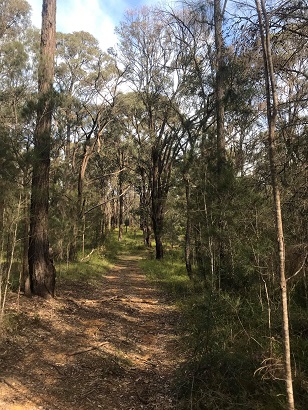 dp bush track