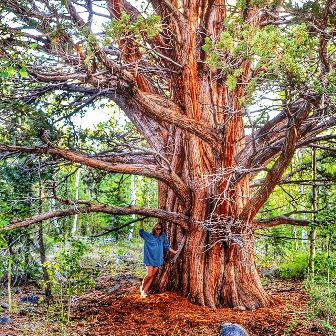 juniper tree