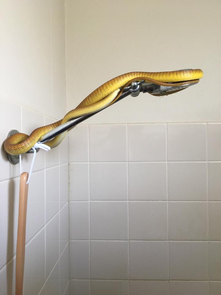 peter hendrik snake shower 2